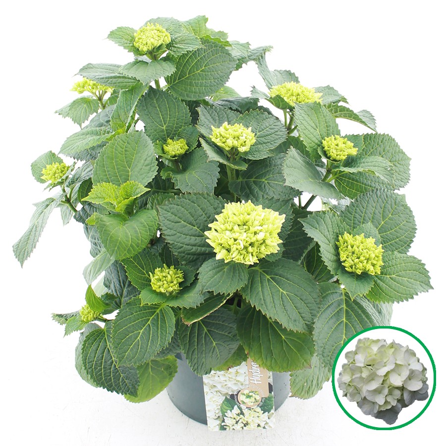 Picture of Hydrangea macrophylla Wit