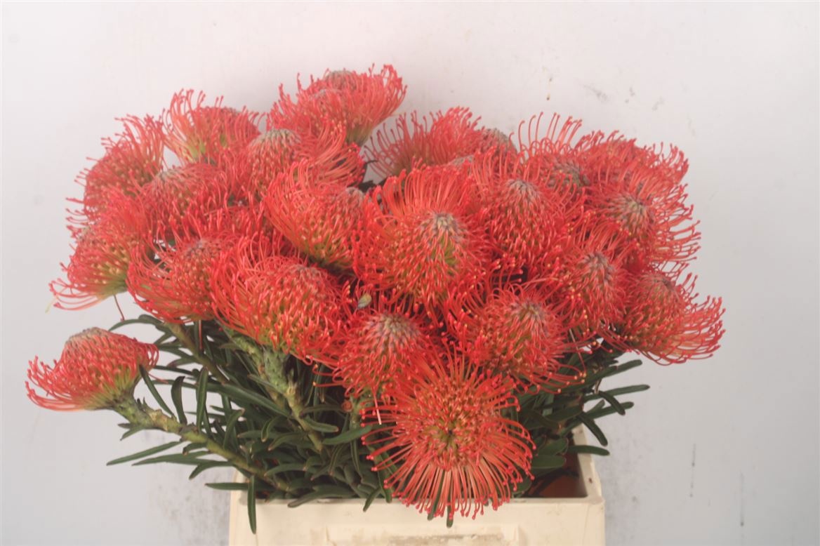 Leucospermum Succession 40cm