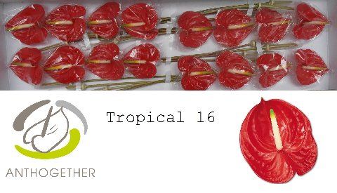 Anth A Tropical
