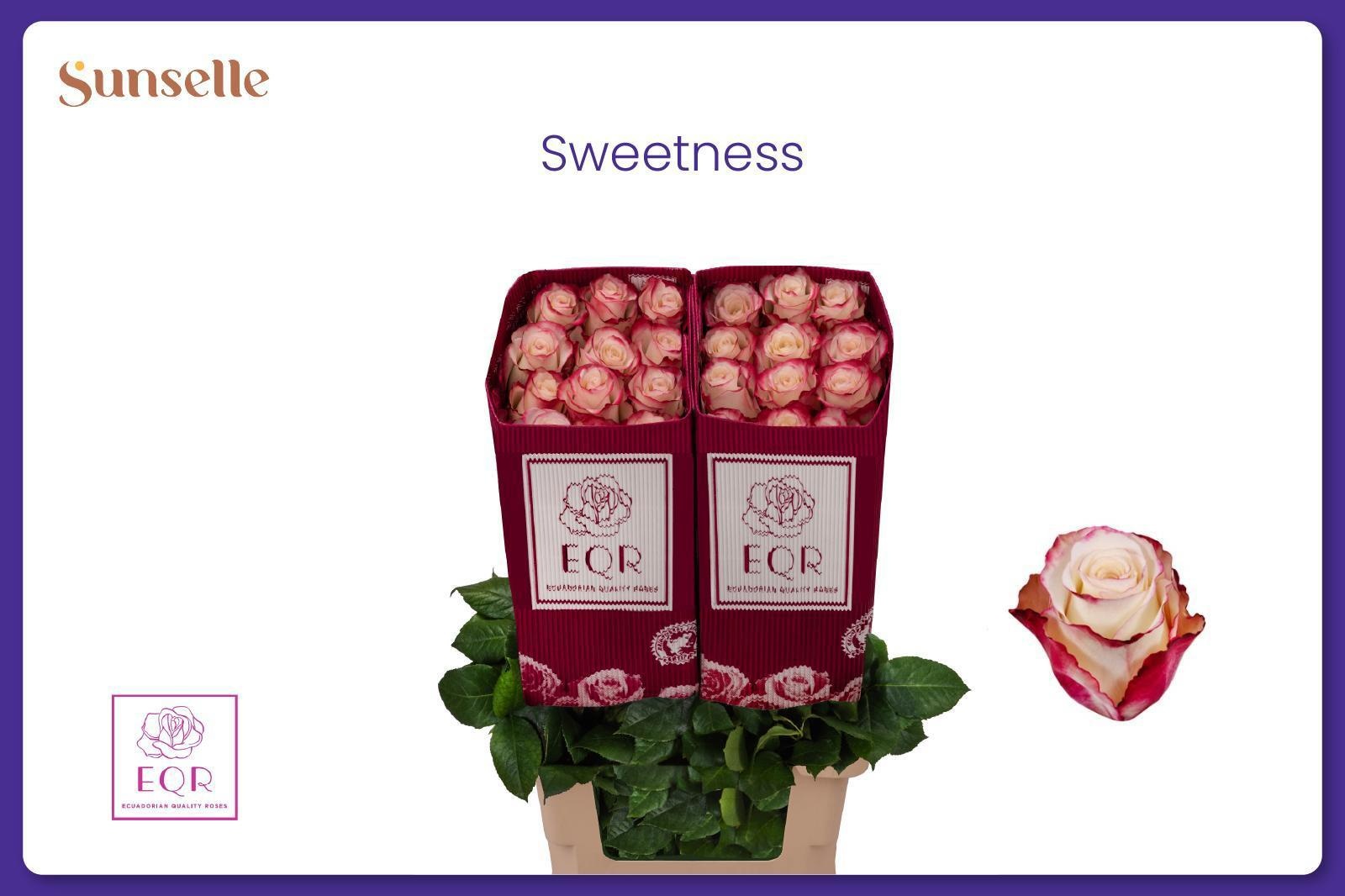 Rosa Sweetnesse 60cm
