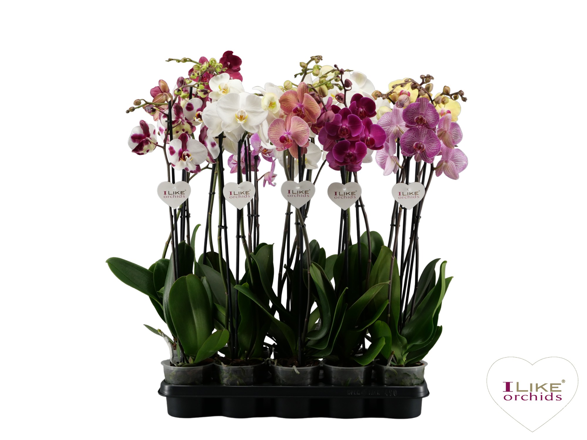 20+ Phalaenopsis Orchid Colors