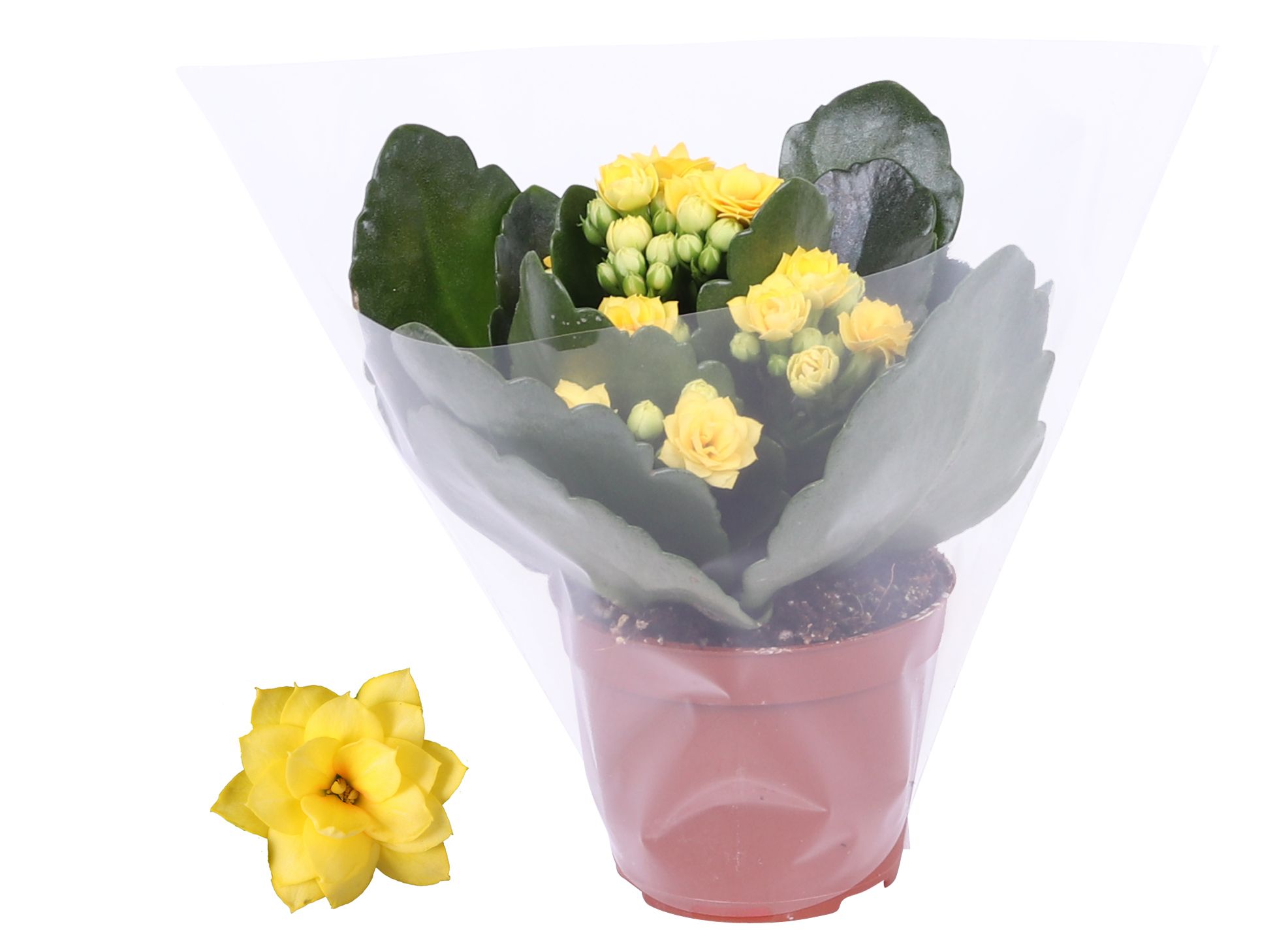 Kalanchoe Rosalina Don Amarillo geel, Blanco hoes