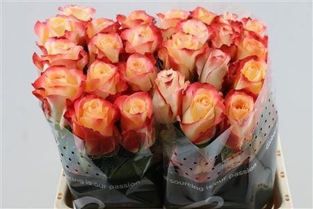 Rosa Cabaret 40cm