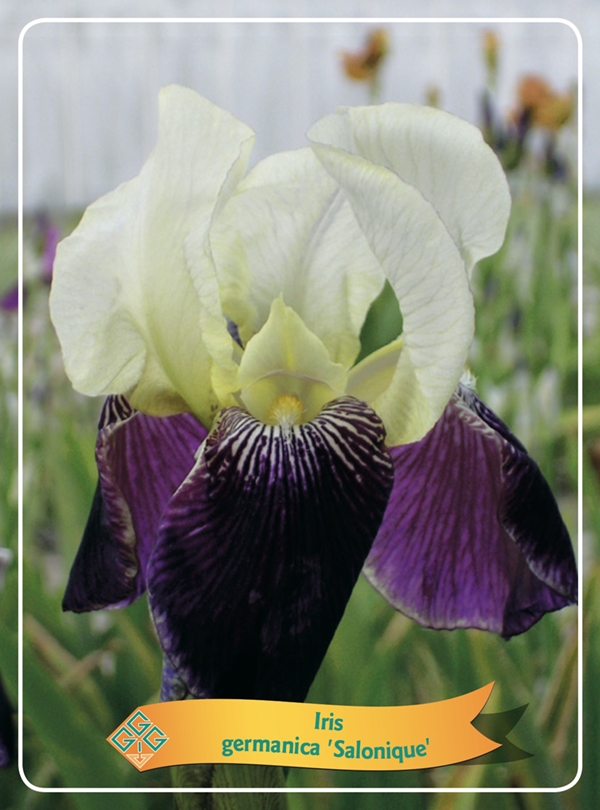 Picture of Iris germanica Mix 6x10 srt. per shelve P11