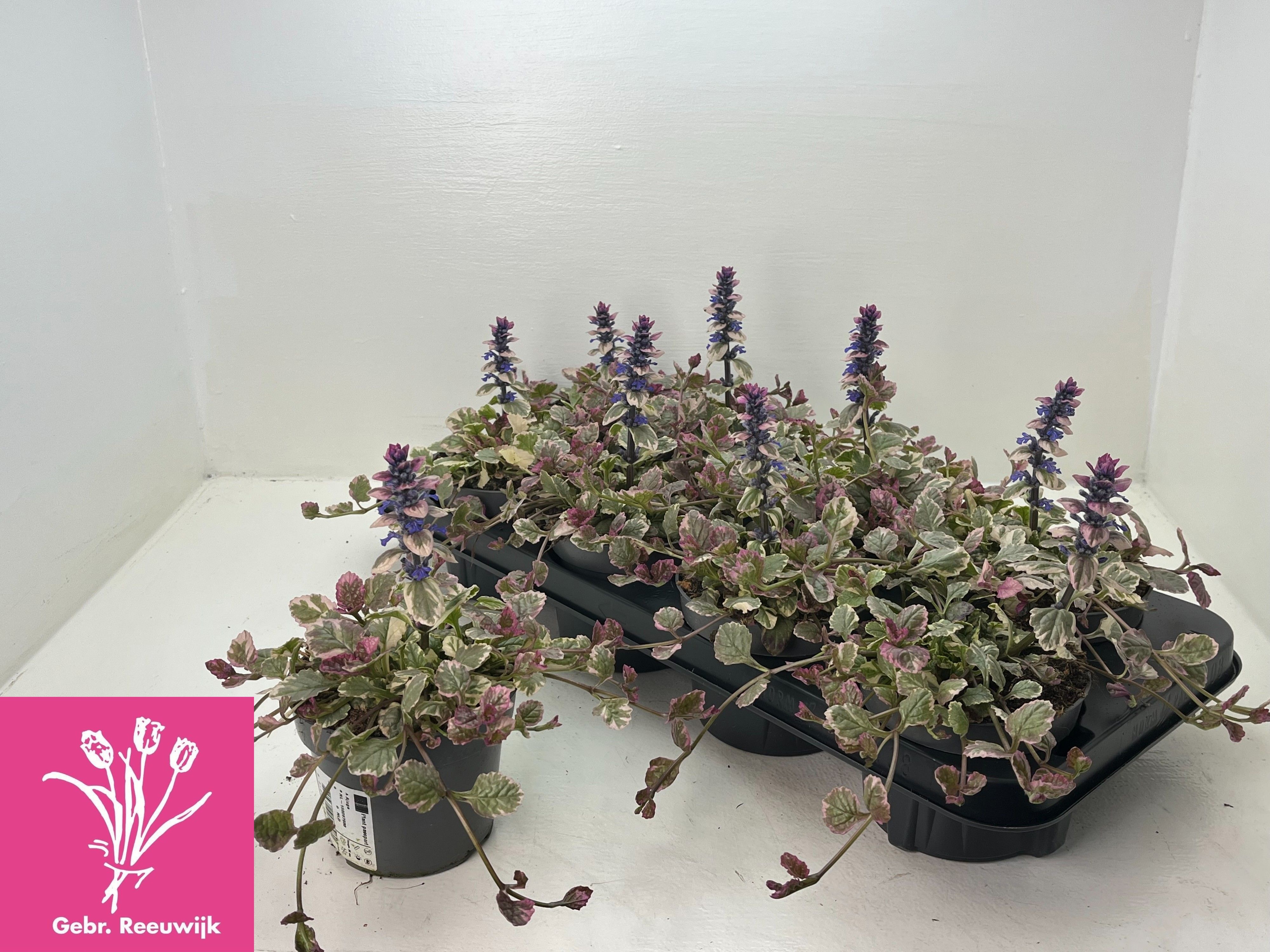 Ajuga reptans 'Burgundy Glow' - Kruipend zenegroen