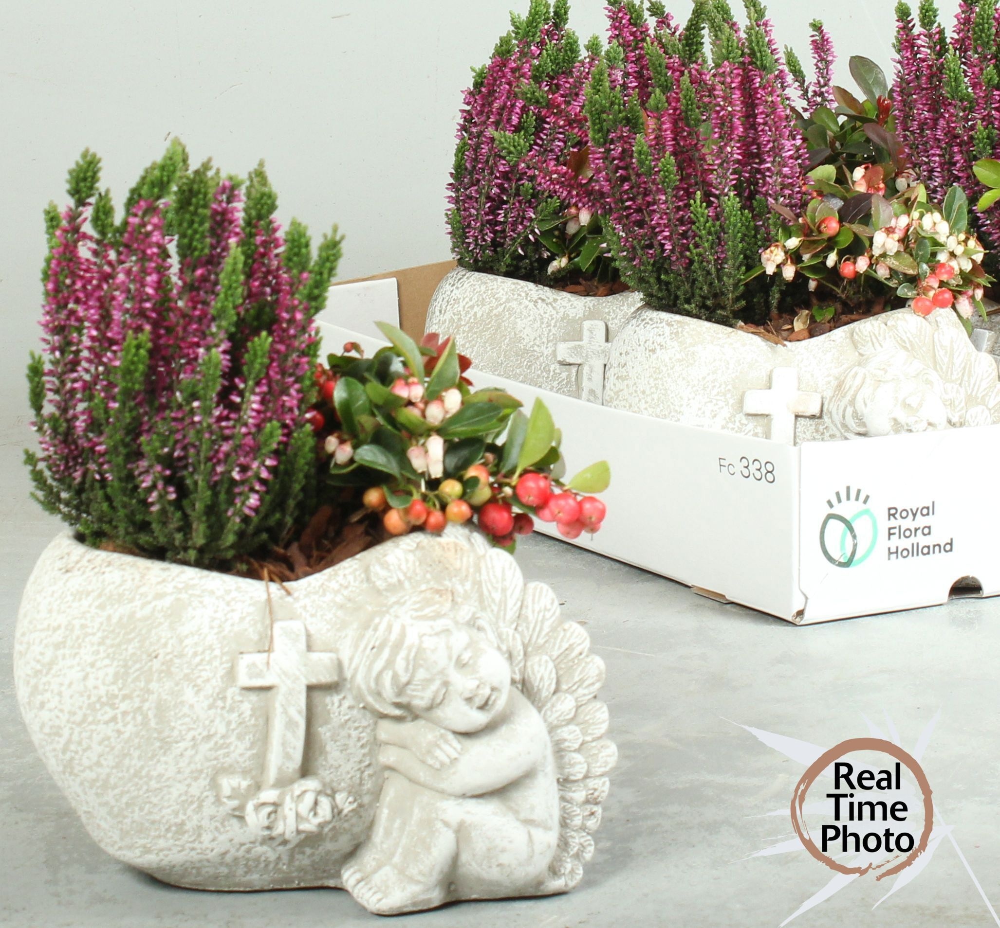 Arr Tuinplanten 21P 35cm
