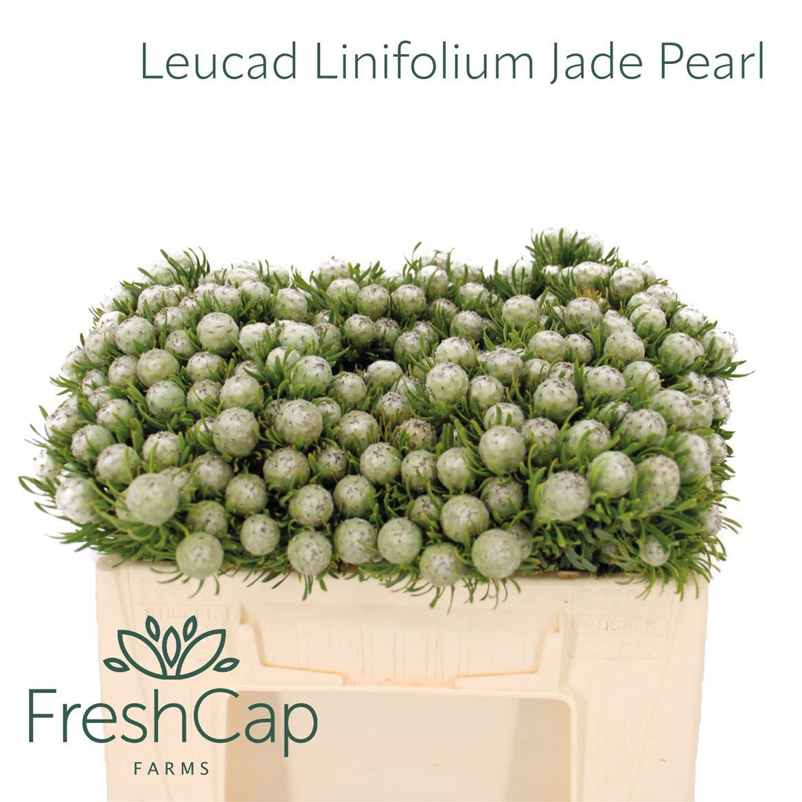Leucadendron L Jad Pe Vert 30cm