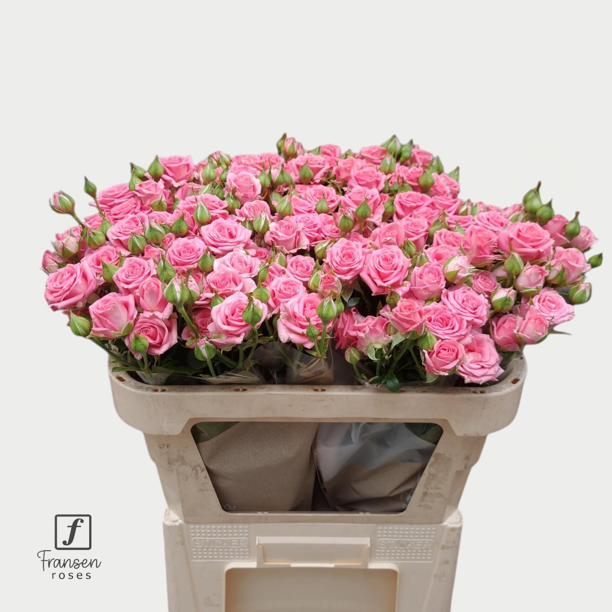 R Tr Emilia 70cm
