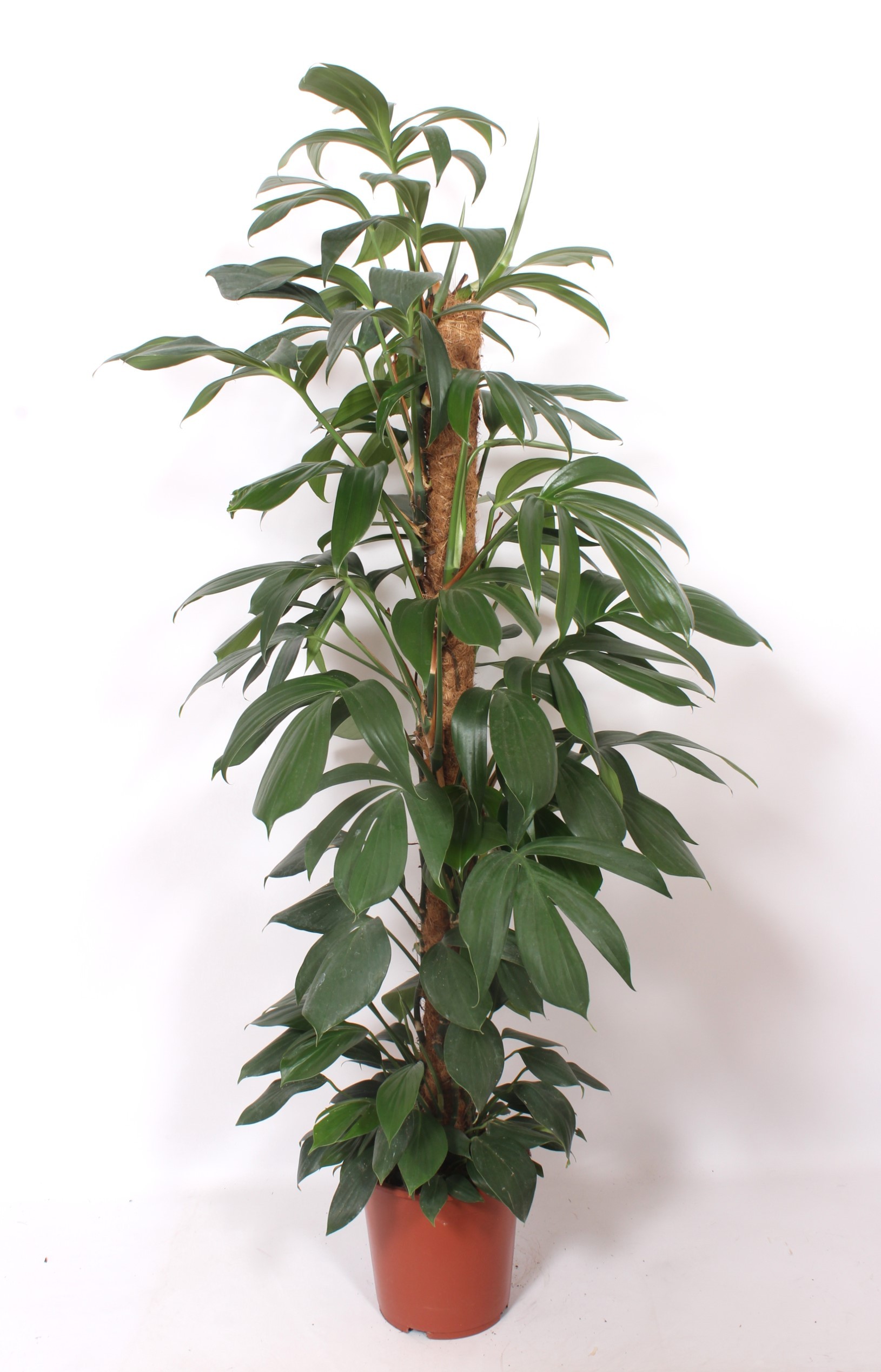 red photinia RED DYNAMO PHOTINIA 2gal – Watters Garden Center main image 0