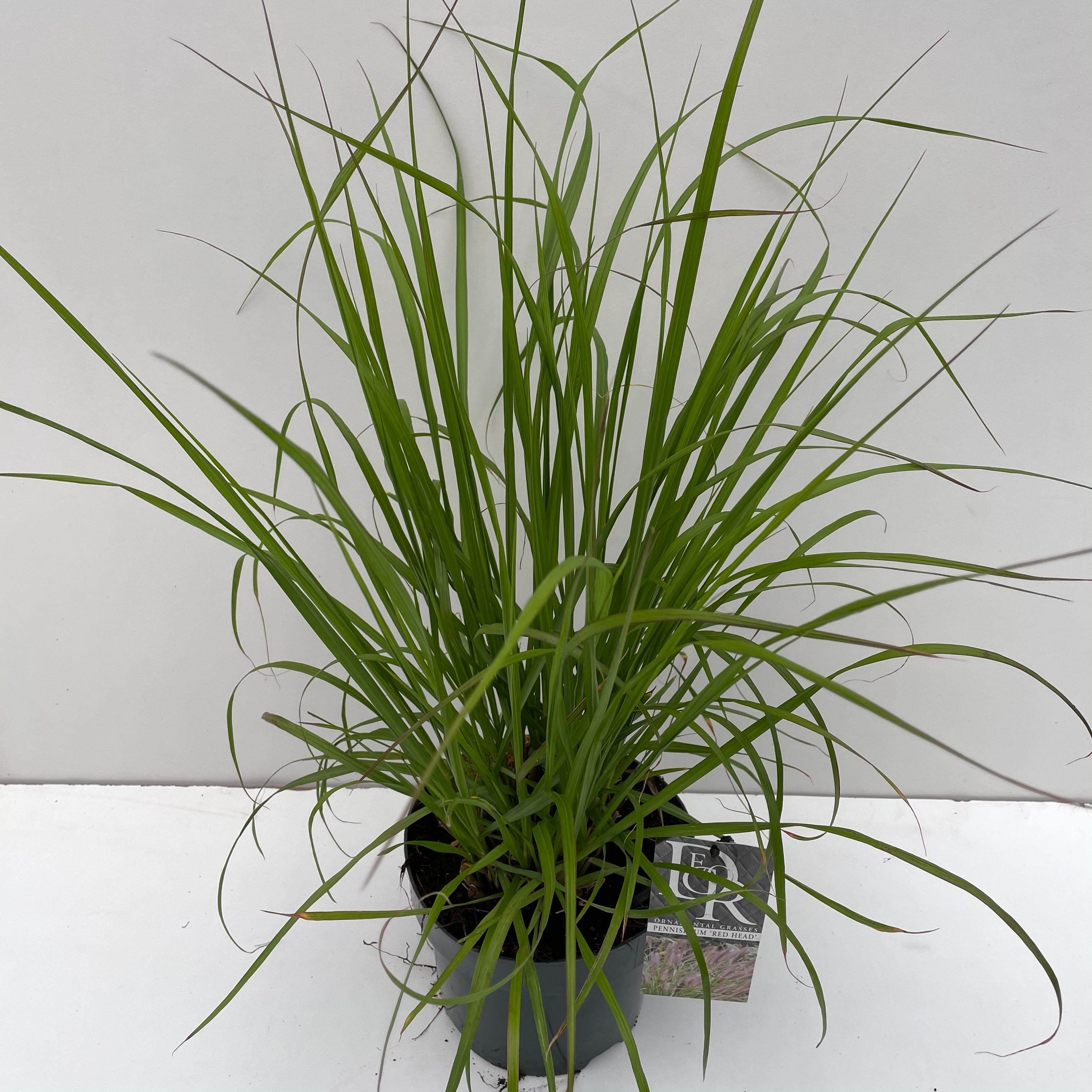 Picture of Pennisetum Red Head P19 (3 Ltr)