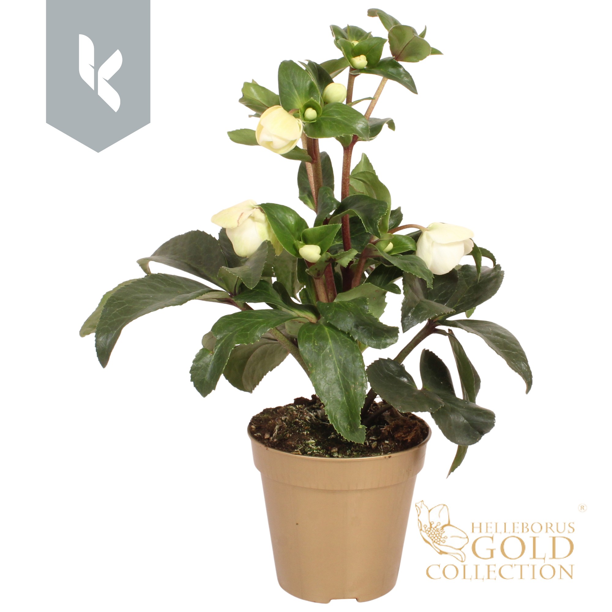 Hgc Helleborus Ice N Roses White Ivory In Gouden P