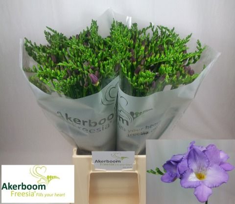 Freesia Single Indigo Beach 50cm 20gram