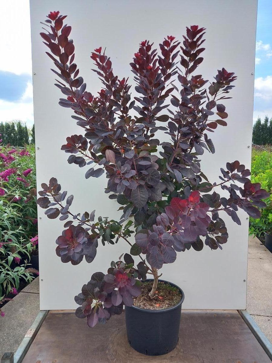 Coti Co Royal Purple
