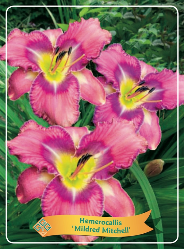 Picture of Hemerocallis Mix 6x10 srt. per shelve P11