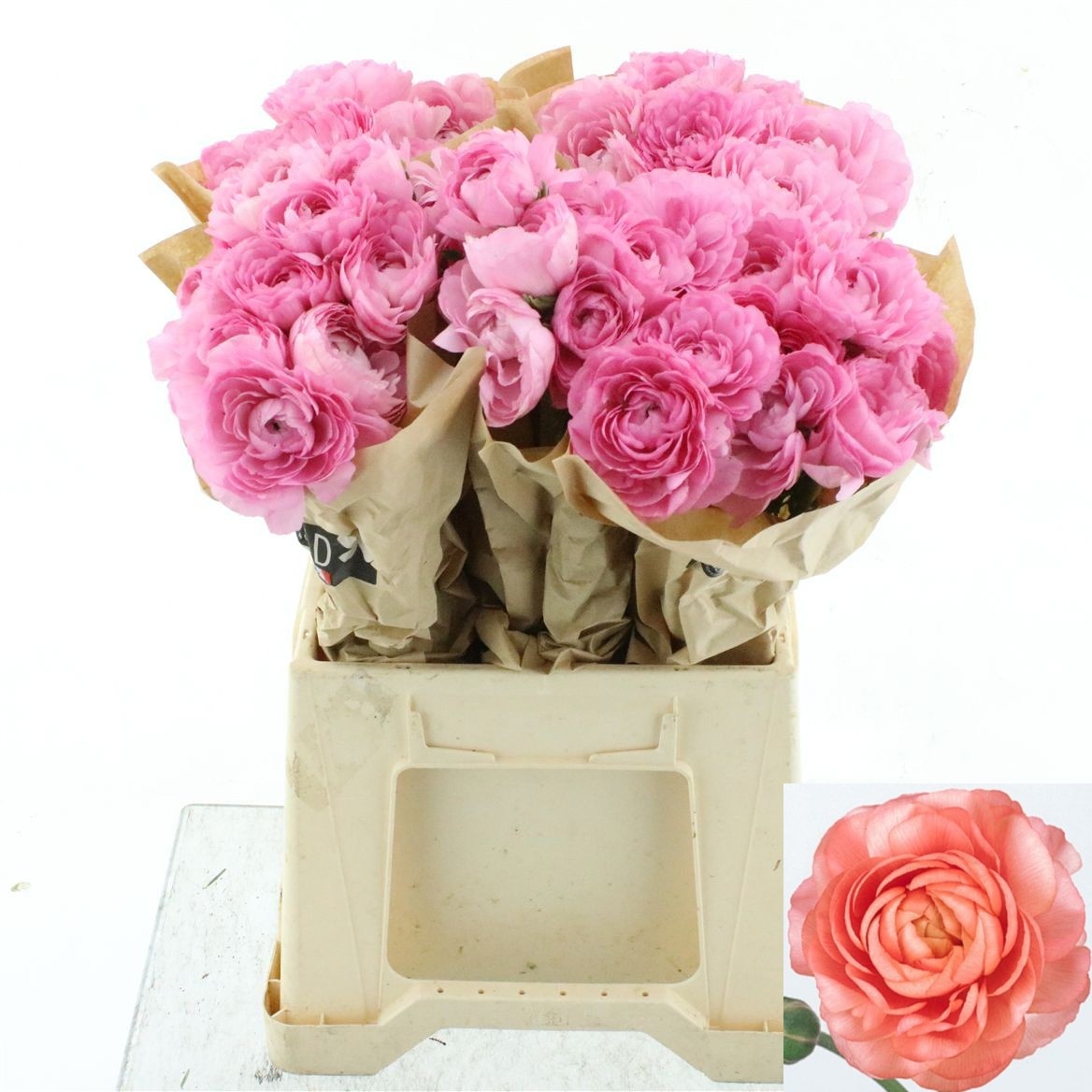 Ranunculus 45cm