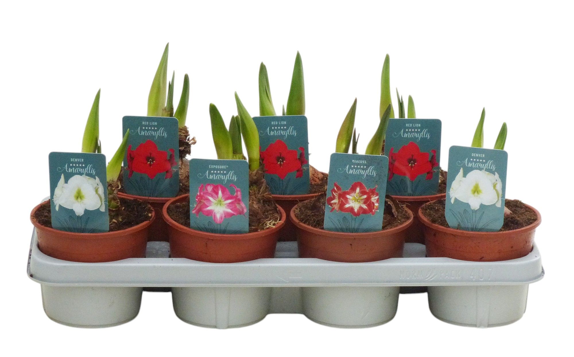Hippeastrum Regular mix 2 knop