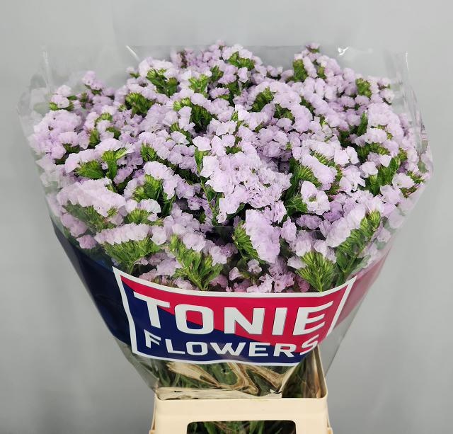 Lim S Tessa Lavender