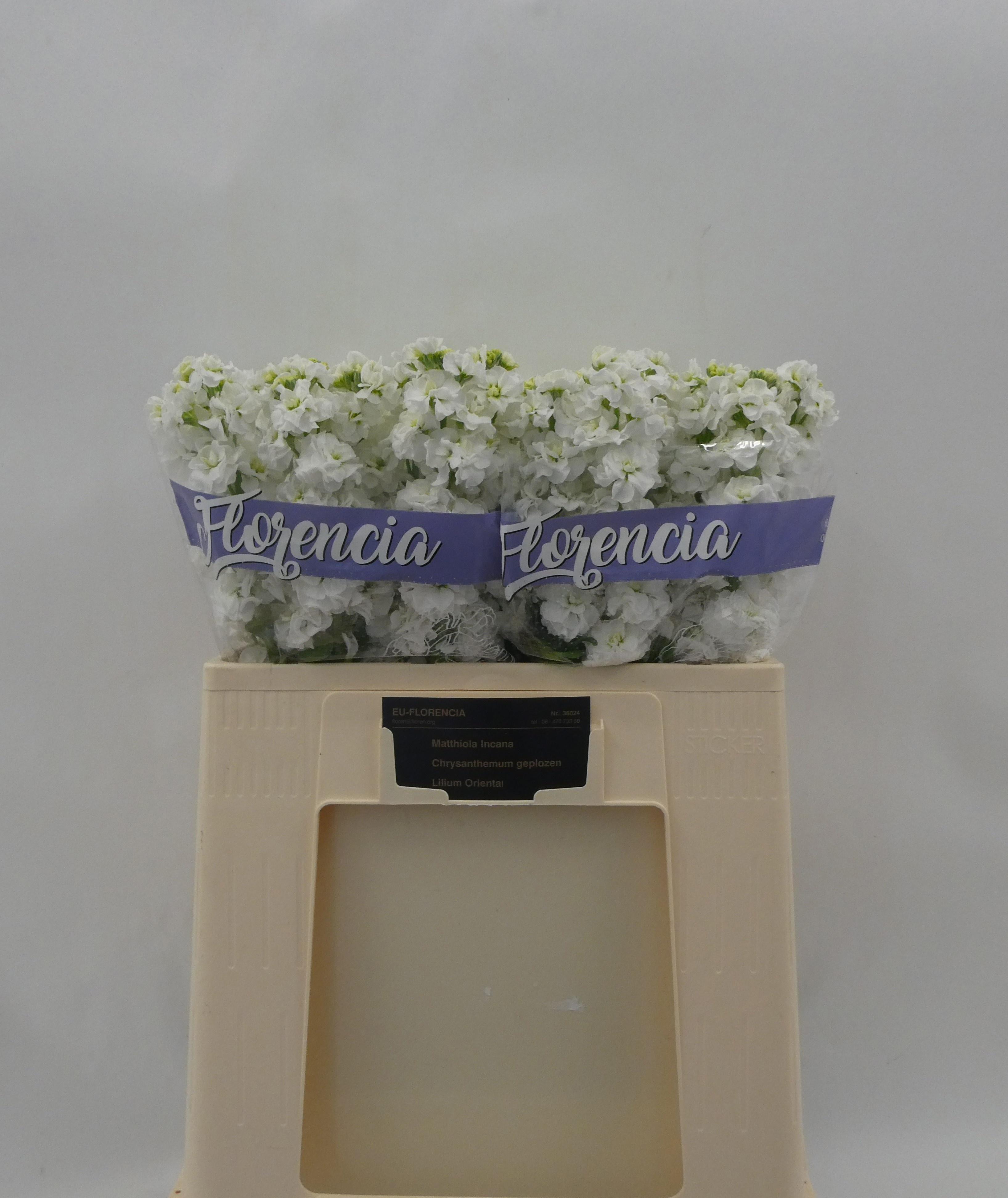 Matth Stox White