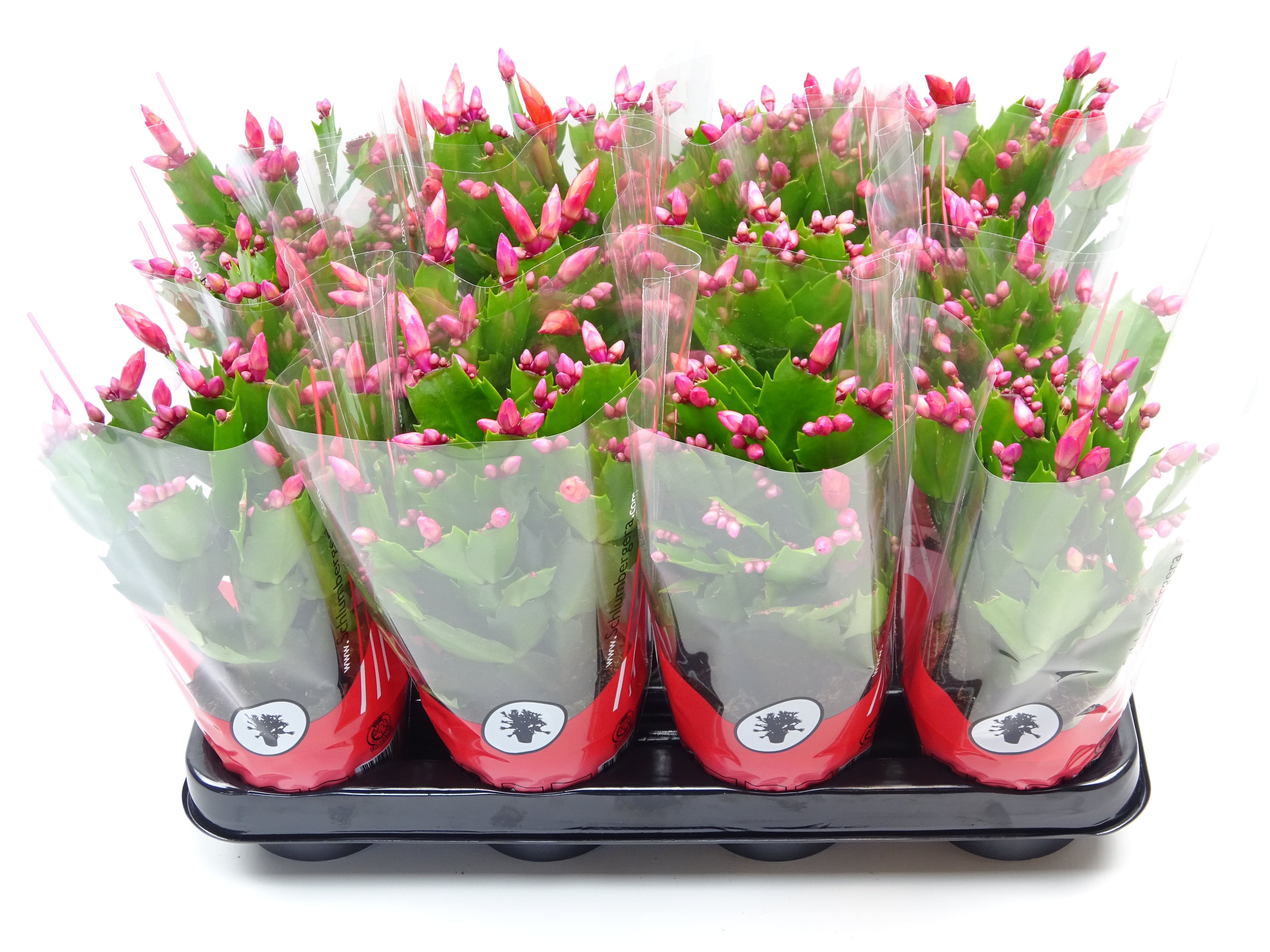 Picture of Schlumbergera truncata Red P9 25CM