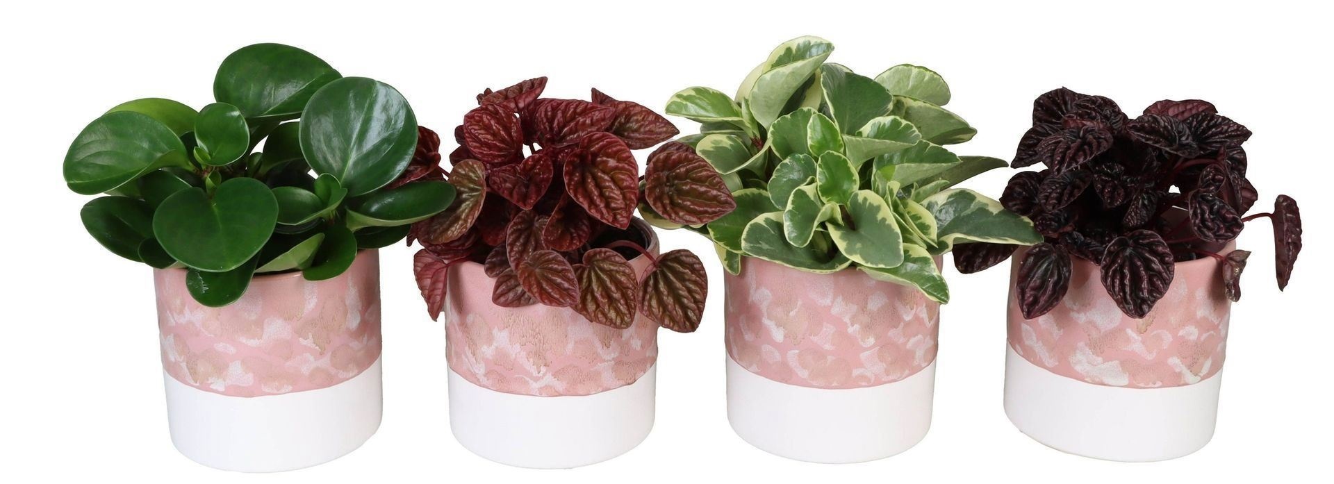 Peperomia L 65819 with Peperomia Mix