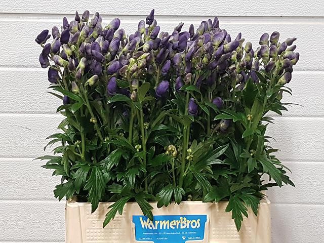 Aconitum Arensi 60cm