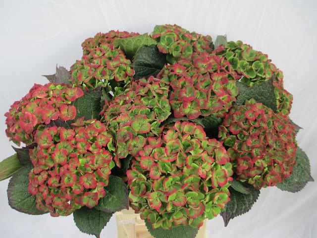 Hydrangea Amathyst 60cm 20Ø