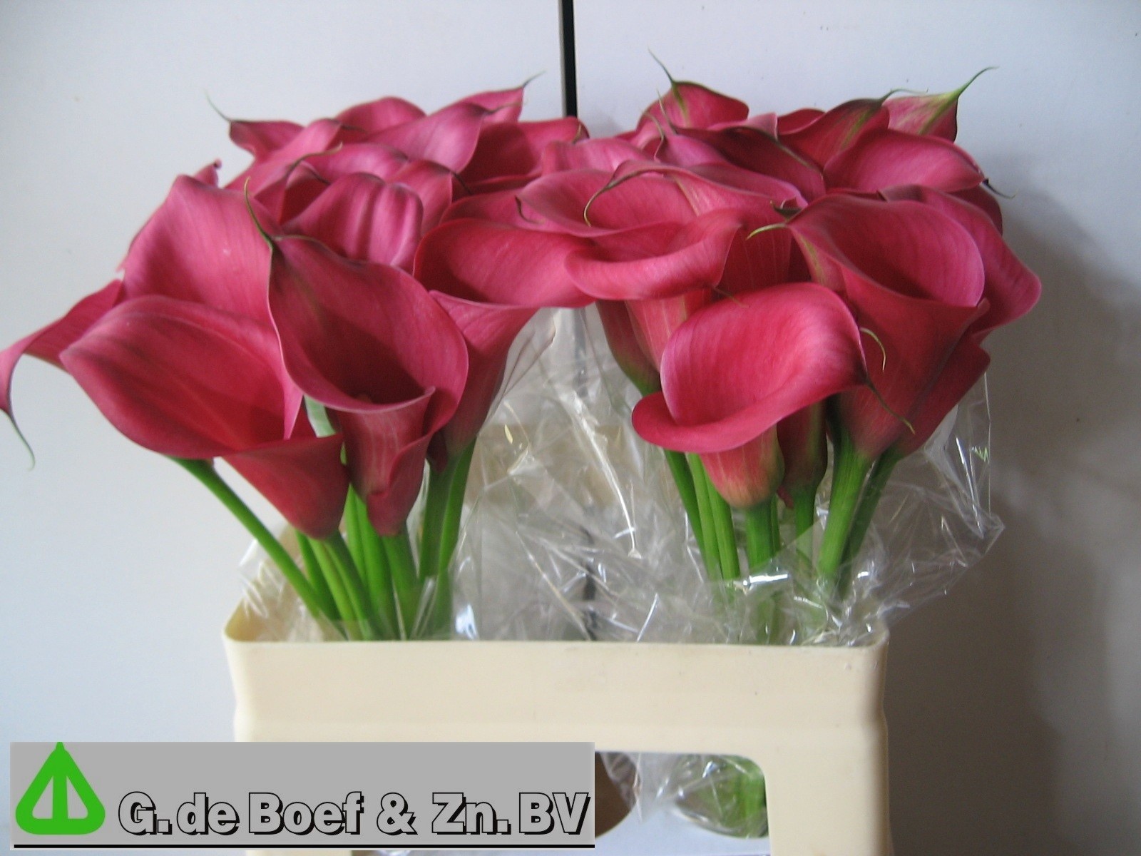 Calla Nashville 55cm