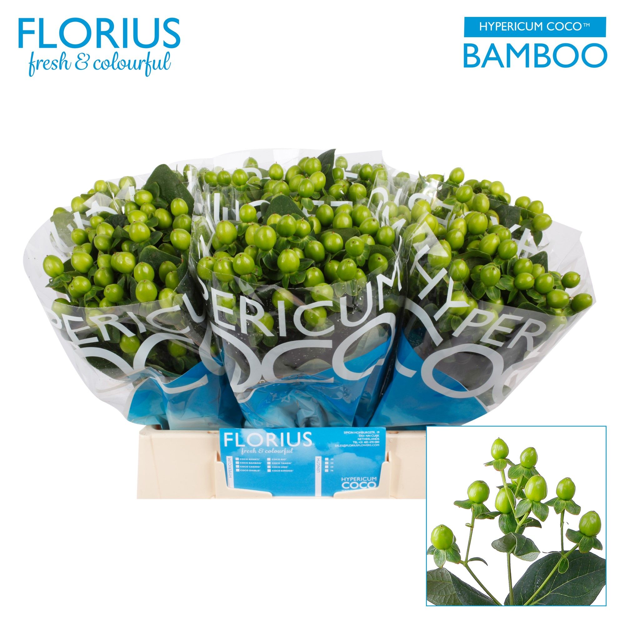 Hyp Coco Bamboo