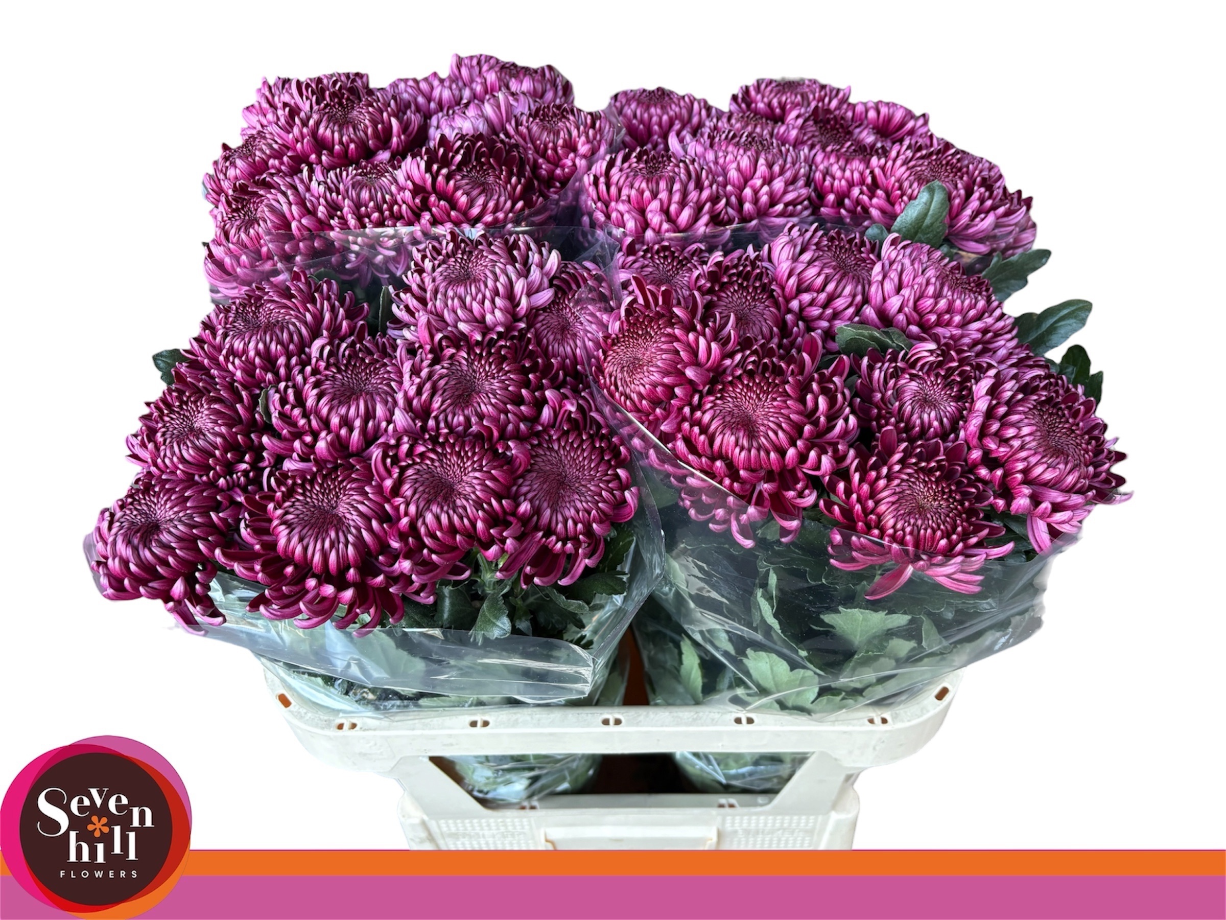 Chrys Single Bigoudi Purple 80cm 80gram