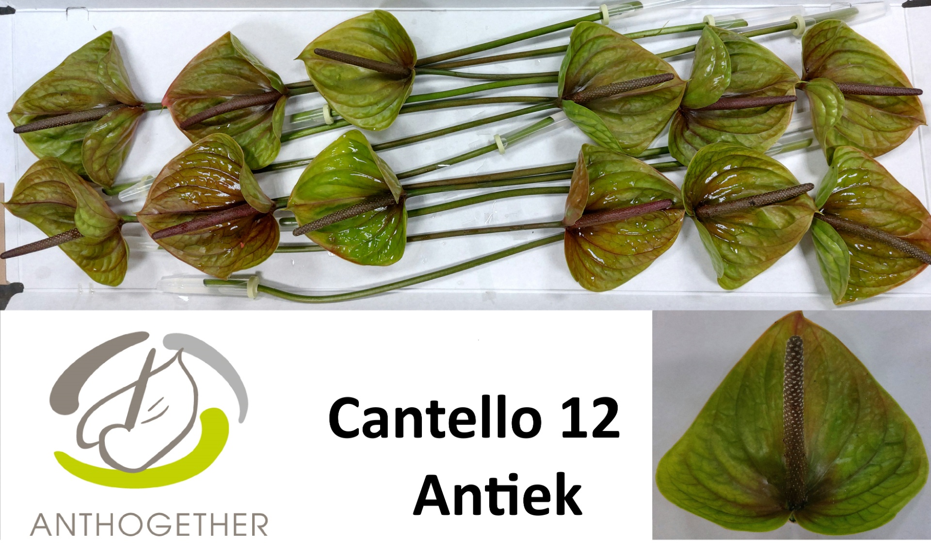 Anthurium Cantello 13Ø