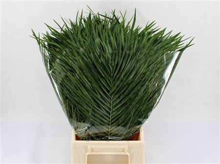 Phoenix Roebeleni Bl
