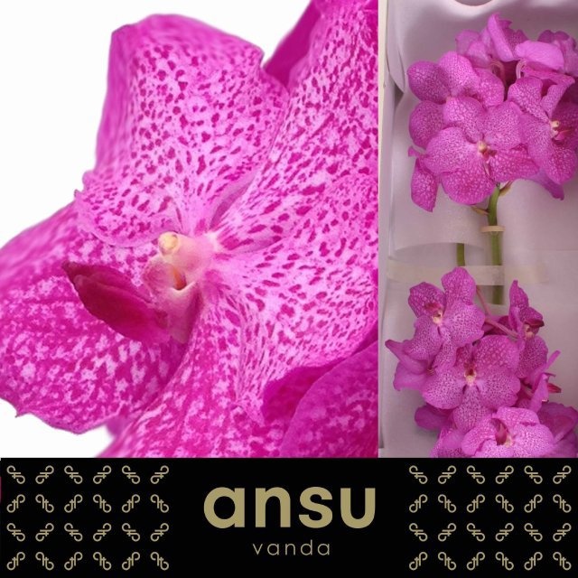 Vanda Ni Rosy 25L.cm