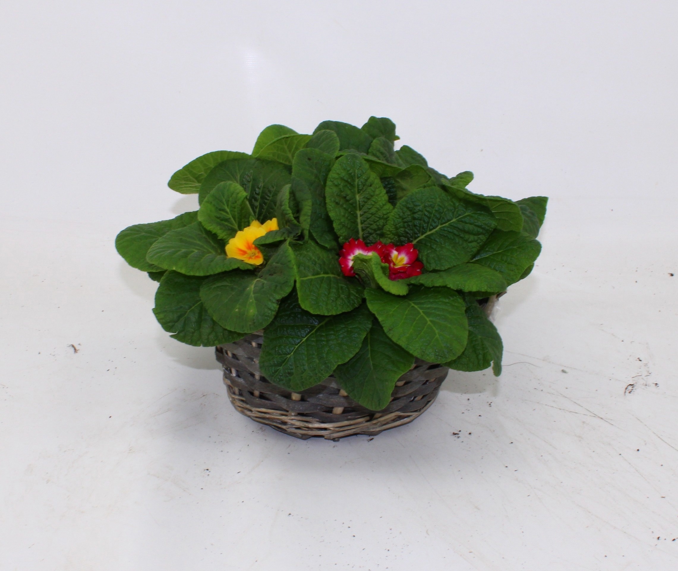 Prim Ov Acau Gemengd 21Ø 25cm