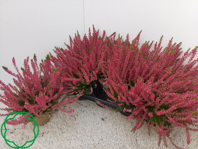 Callu Ga G Gem 12P 28H