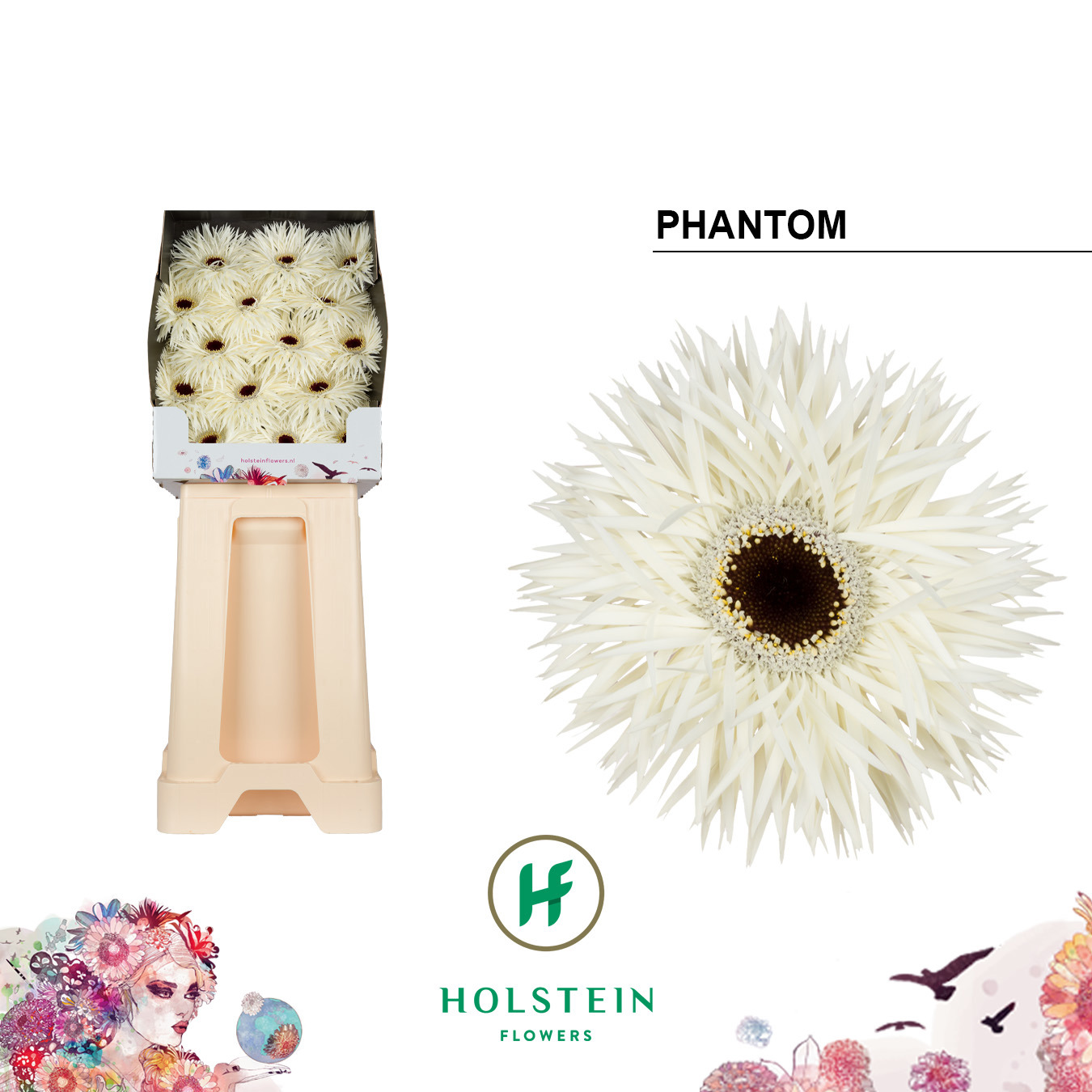 Ge Gr Phantom
