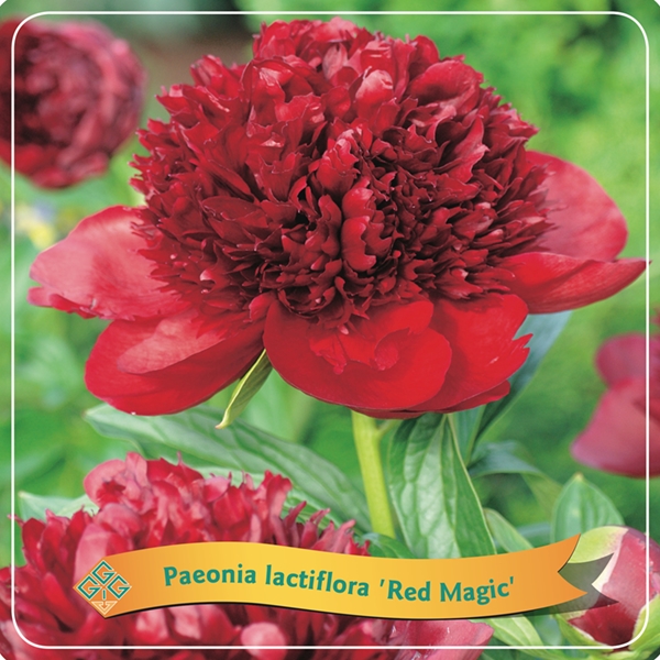 Picture of Paeonia Lactiflora mix shelve C5