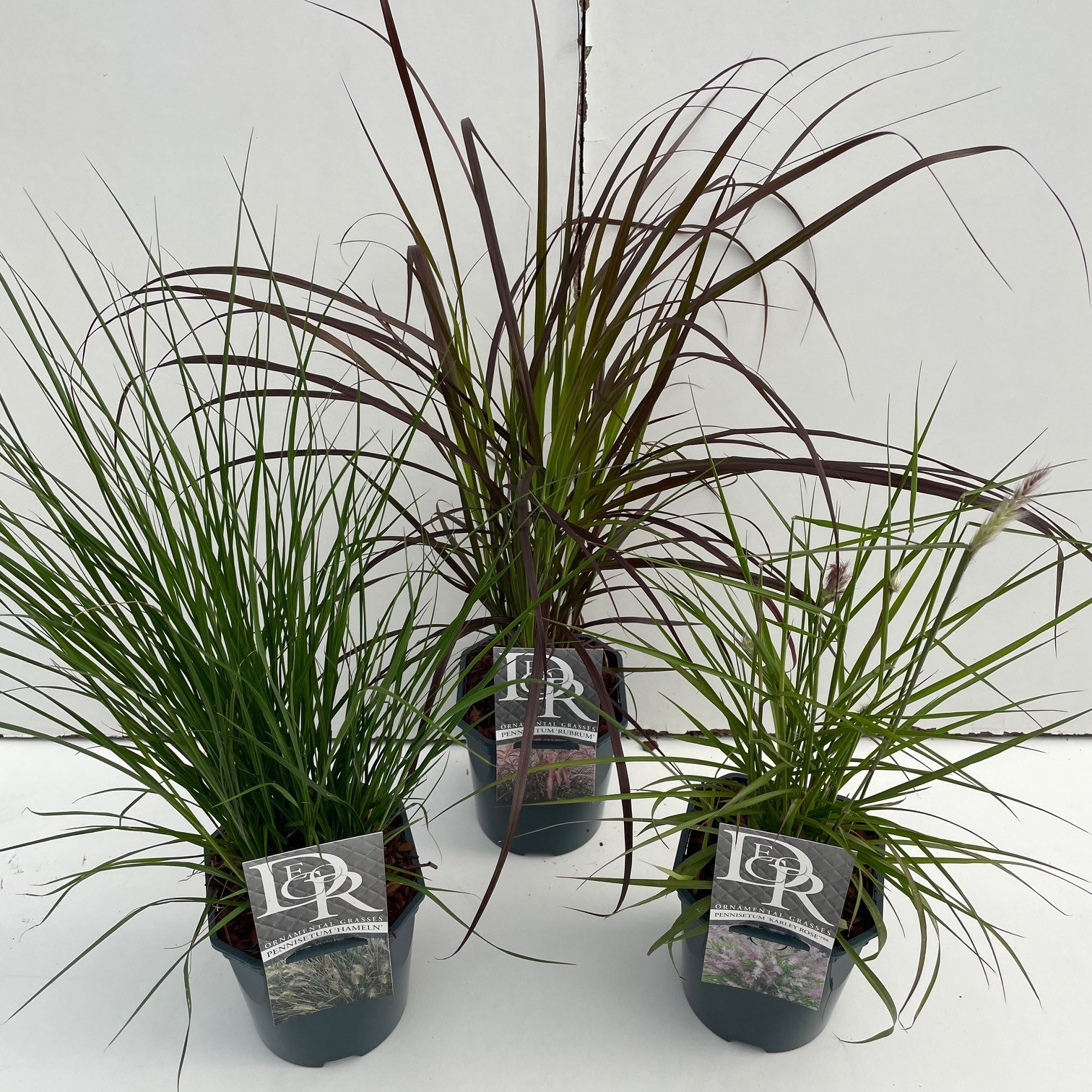 Pennisetum mix