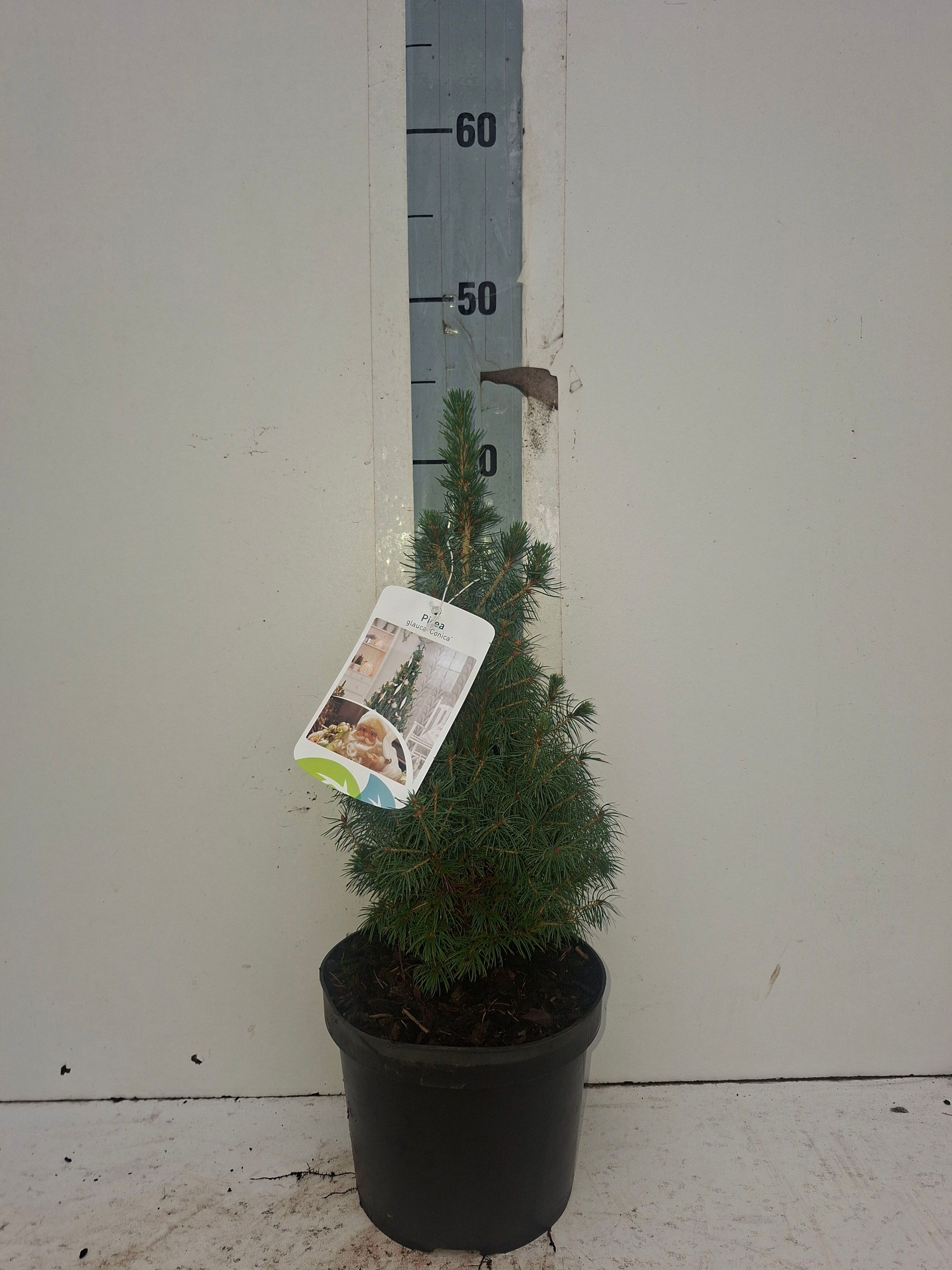 Picea Gl Conica 17P 45H