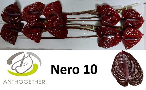 Anth A Nero