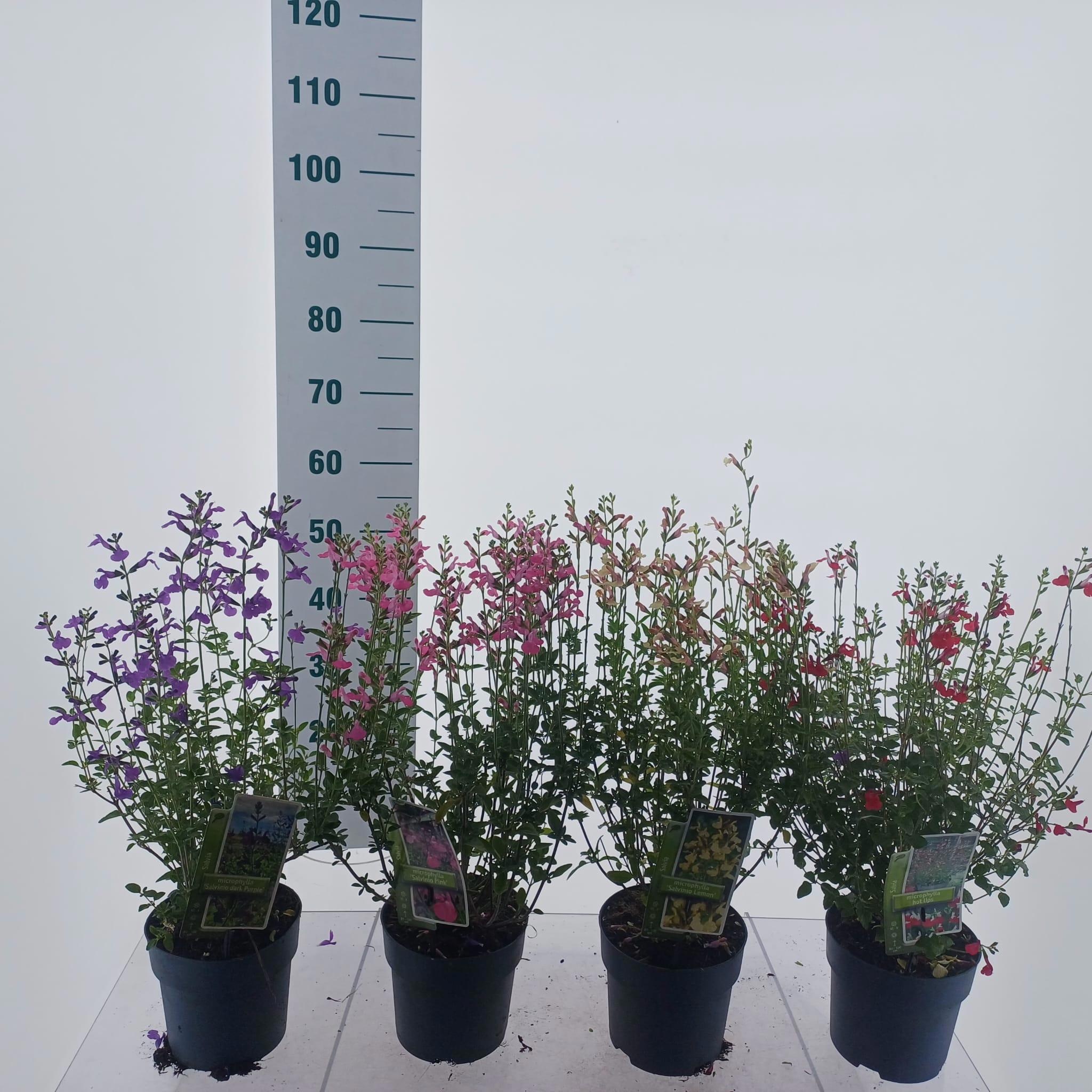 Salvia microphylla mix (minimum order one layer)
