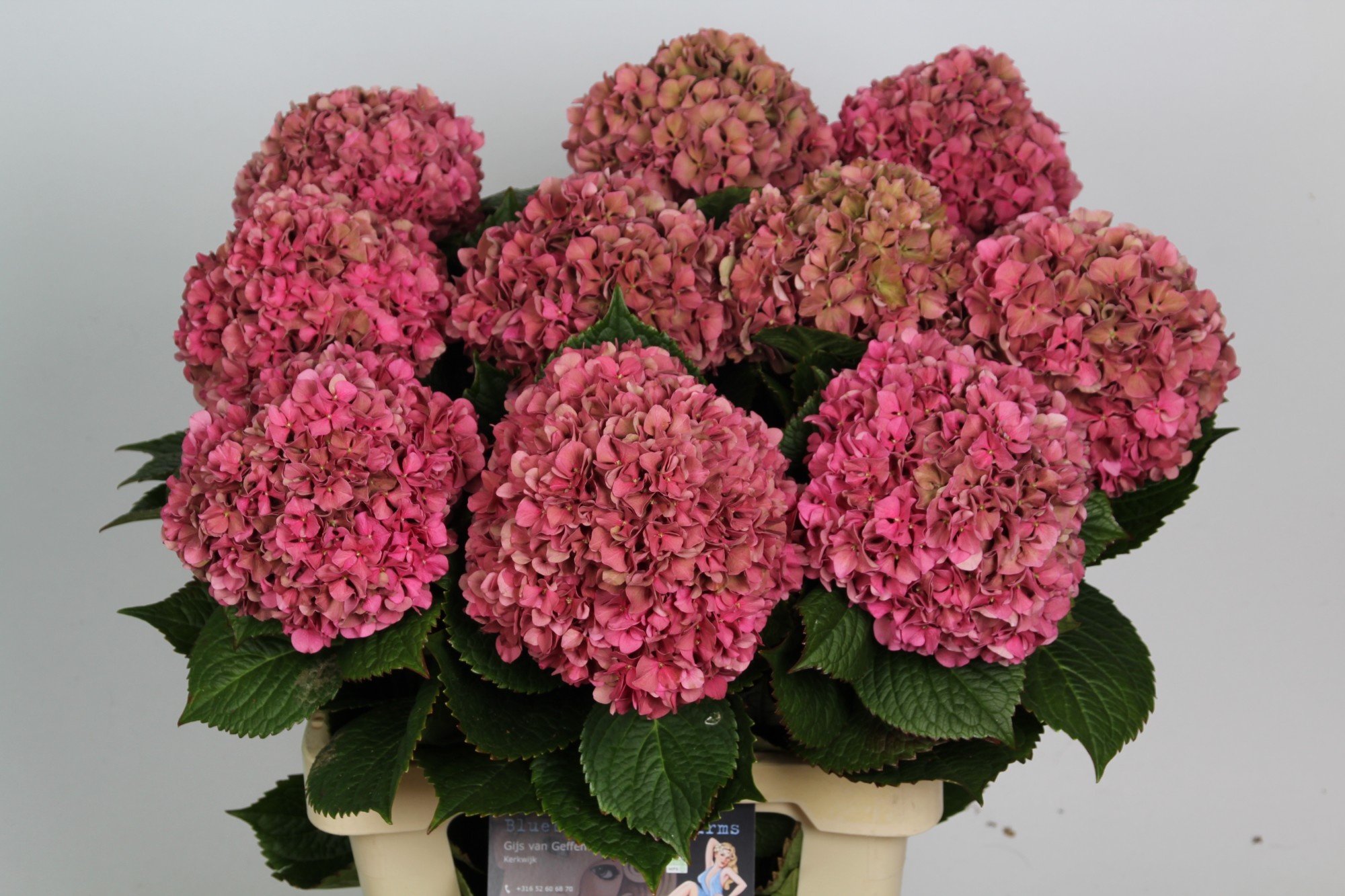Hydrangea Glowing Alps Classic 60cm 15Ø