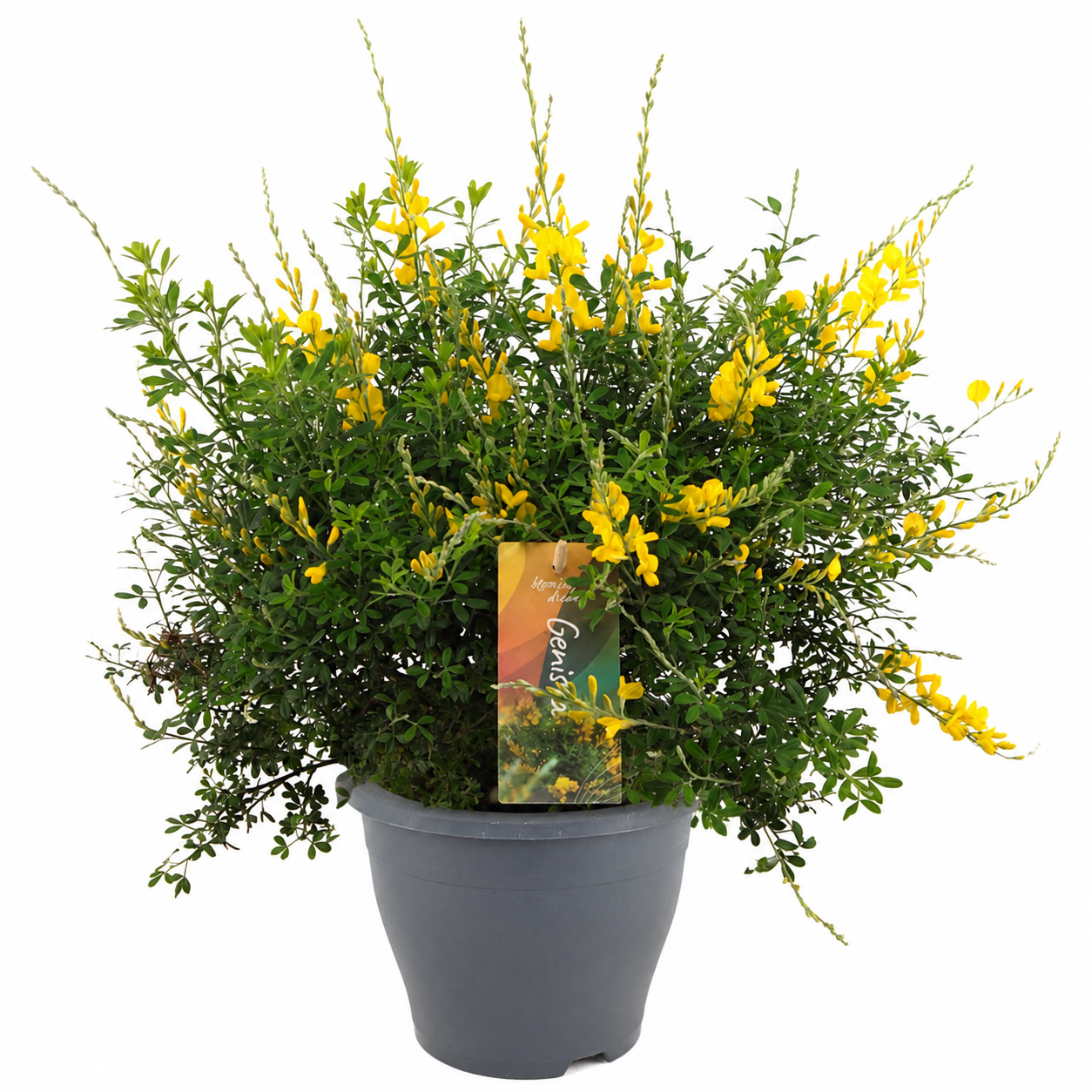 Genista (Cytisus) struik