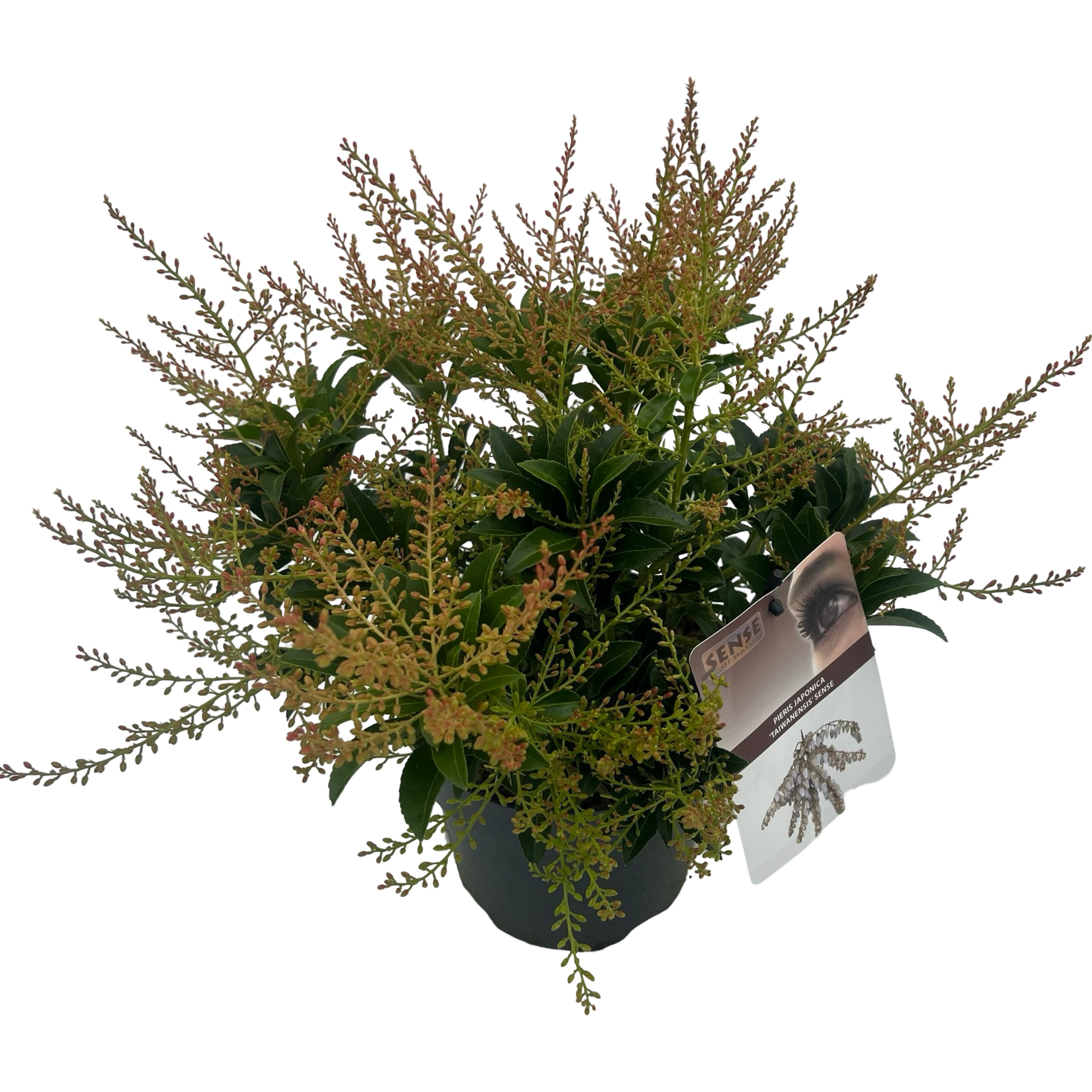 Picture of Pieris jap. Taiwanensis P19 (3 Ltr) (LOOSE)