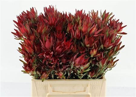 Leucadendron Safari Sunset 40cm