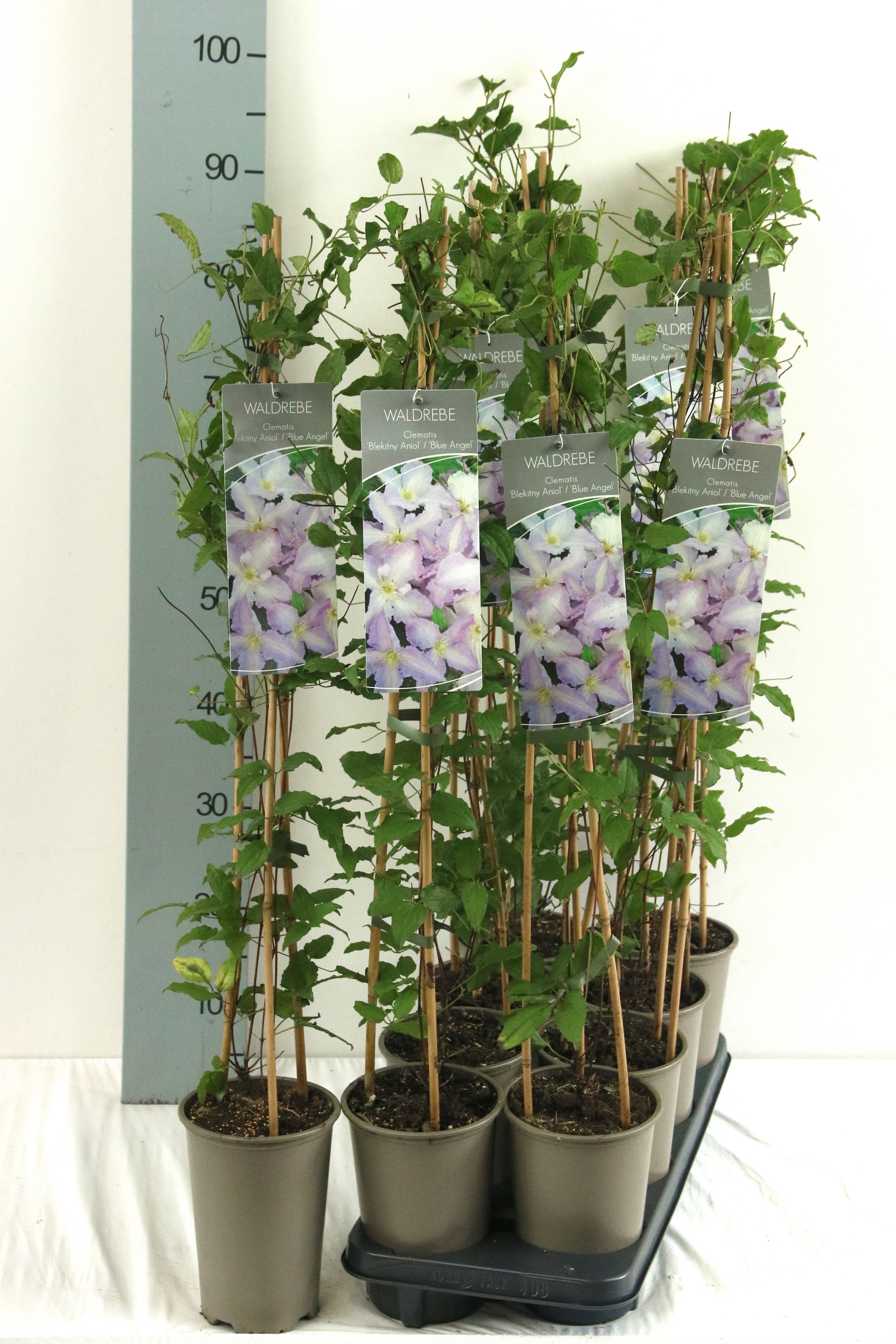 Clematis 'Blekitny Aniol' (syn.: 'Blue Angel')