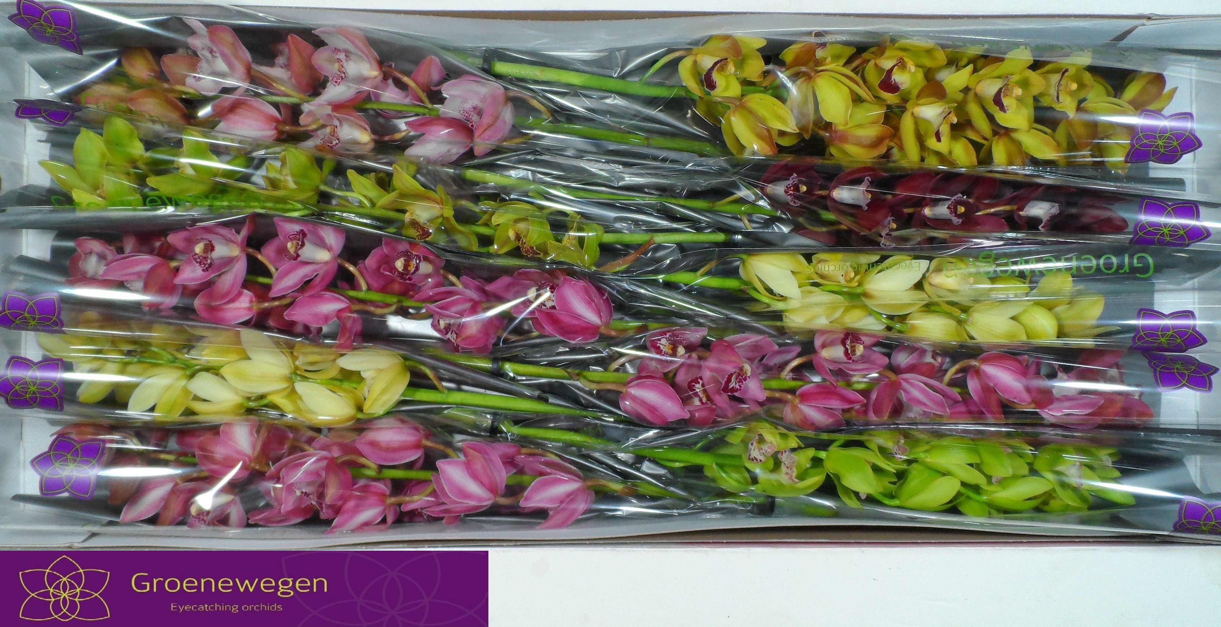 Cymbidium Asst Mini 60cm