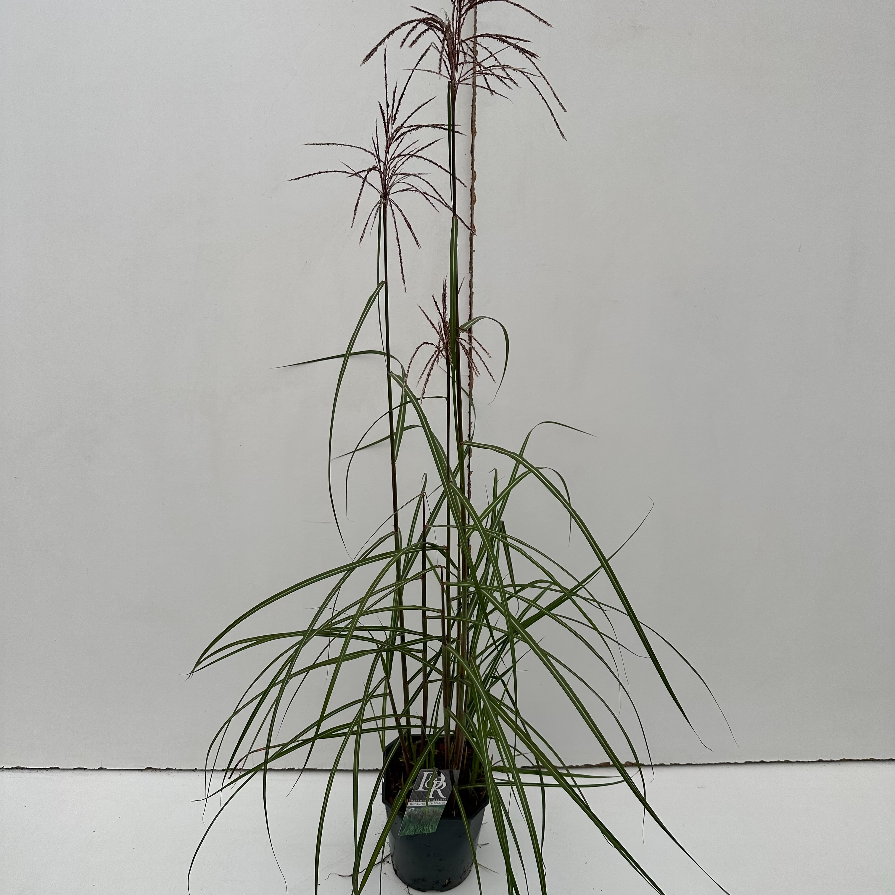 Picture of Miscanthus Malepartus P23 (5 Ltr) SQUARE (LOOSE)