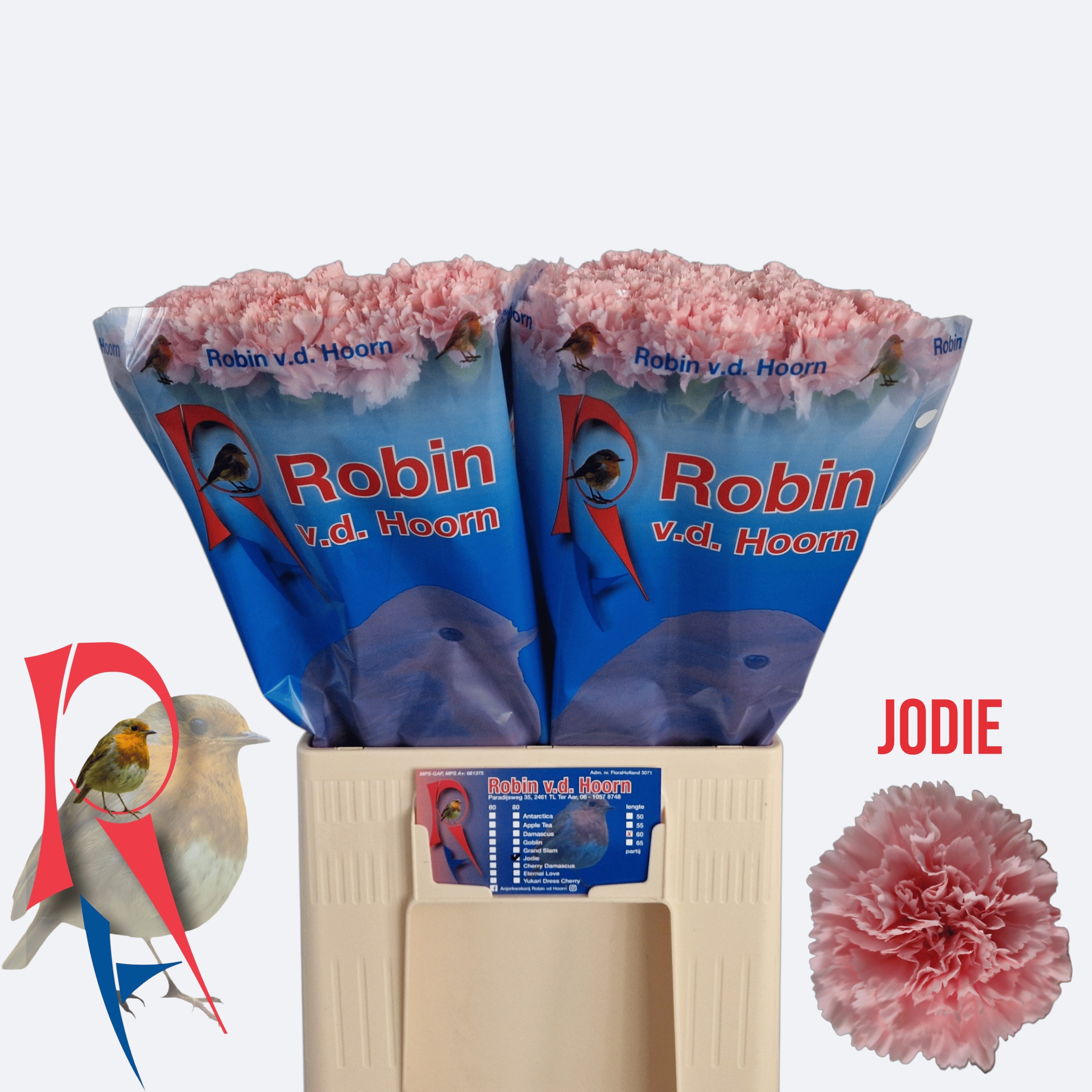 Dianthus St Jodie 60cm