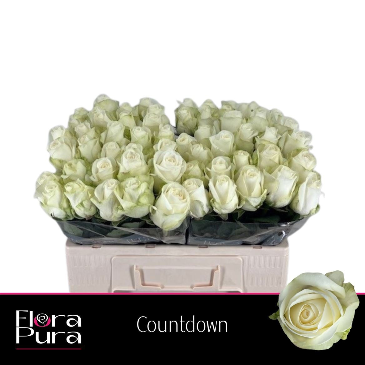 R Gr Countdown!