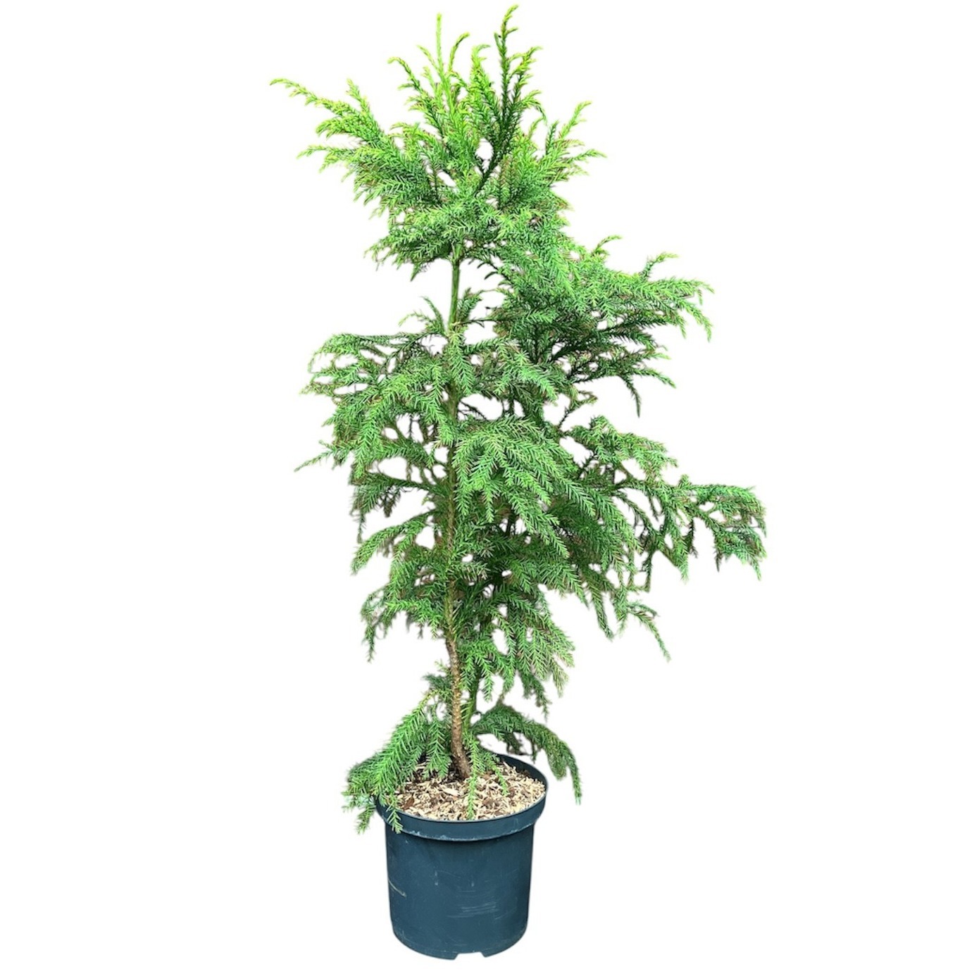 Cryptomeria japonica 'Sekkan'